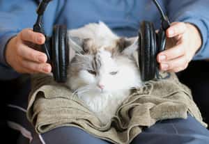 只想聽舊歌，不想找新歌  你進入「音樂麻痺」的年紀了嗎？