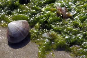 507歲蛤蜊背後的故事