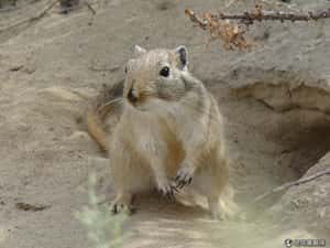 研究：黑死病不是黑鼠害的