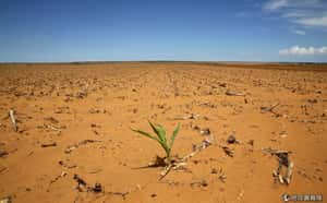 高溫休克死頻傳   南非面臨百年來最糟旱象