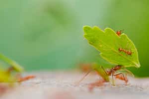 地球上的螞蟻有多少？科學家研究：至少2萬兆