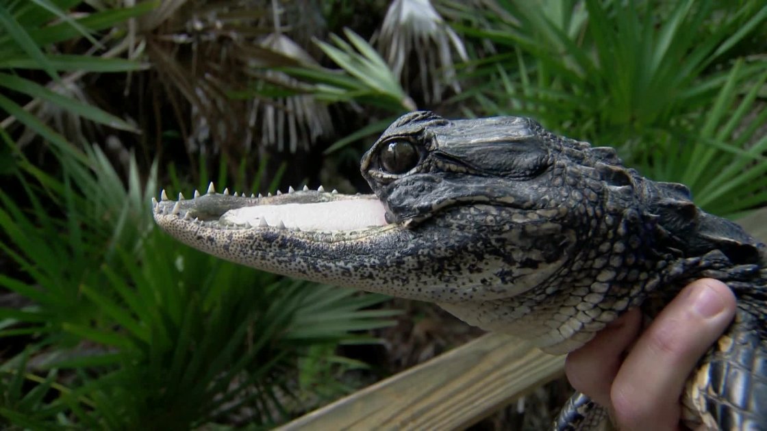 「無上顎」還是能快樂趴趴走　佛州罕見小鱷展現生命韌性