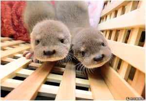 水獺兄弟進幼兒園 先做身體檢查