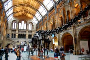 瞄準倫敦自然史博物館  智利：還我文物