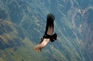 安地斯深山裡的飛行專家：飛行五個小時不拍翅的安地斯神鷹