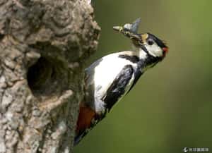 推翻啄木鳥經典研究   牠們的腦袋也會受傷