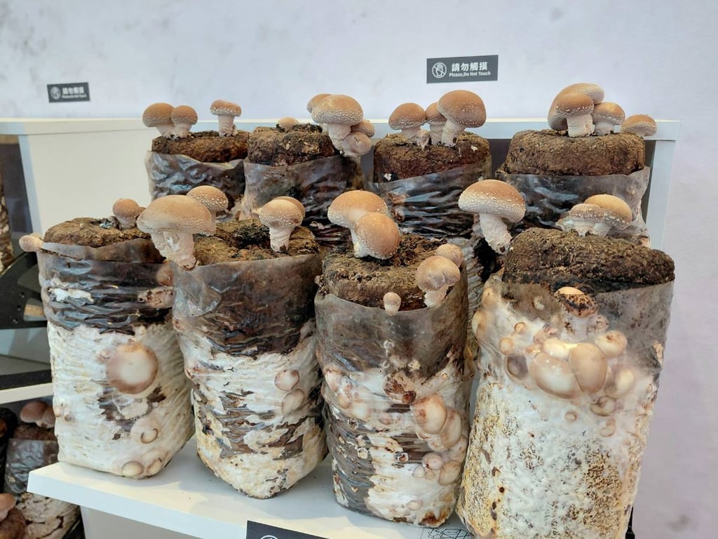 八縣市合作推廣區域農業　台中展售會熱鬧開幕