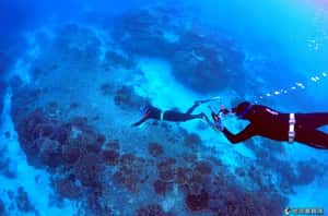 研究：「醋」可以拯救澳洲大堡礁