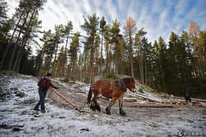 守護自然   蘇格蘭林地中的傳統伐木業