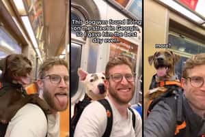 從流浪到被愛　他每週背一隻收容所的狗狗搭地鐵、逛紐約市、拍影片，為牠們找到家！