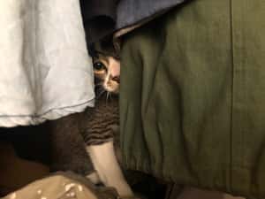 可不是人人搶當鏟屎官？在印度養寵物可能跟你想的不一樣