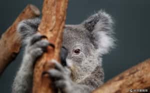 澳洲秘密撲殺無尾熊   700隻被安樂死