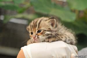 緩不濟急！美研究要12年才能保護瀕危物種