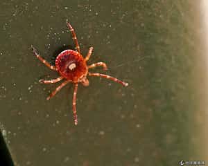 北美傳怪蟲引發肉類過敏症  患者：連漢堡都不敢吃了