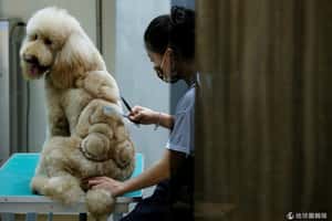 台灣寵物美容師的創意紅到海外去