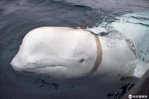 【無奇不有的地球 24小時】04/29 發現間諜白鯨