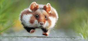 搞笑野生動物攝影獎   讓你會心一笑