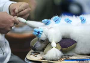 寵物美容練習犬 日本有替代方案