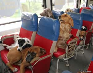 日本國道休息站 附設狗公園！