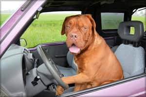 家有叛逆狗？沒事，牠只是進入「青春期」