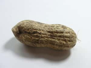 染菌食物照樣賣   美花生老闆遭判28年創首例