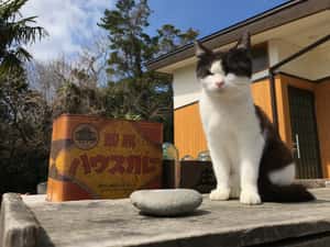 「如果不用進公司，你會選擇住哪裡？」杜絕人口流失，全球小鎮推優惠搶人