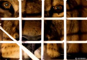 被獅子一口吃掉 南非盜獵者命喪保護區