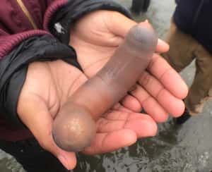 我看到了什麼?! 數千隻「陰莖魚」出沒美國加州沙灘