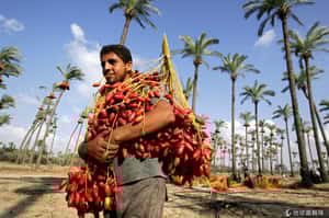 看透加薩(一)：民生經濟處處受限讓「地道經濟」意外火紅