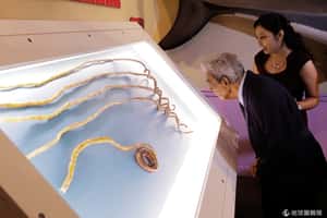 全世界最長指甲 印度男子留了66年後和它說再見