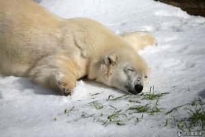 重量級大禮  舊金山動物園獻上10噸白雪幫北極熊慶生