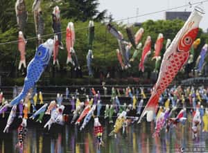 日本兒童節  鯉魚彩旗隨風飄