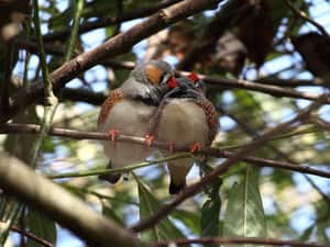 研究：自由戀愛的鳥更能享有健全家庭