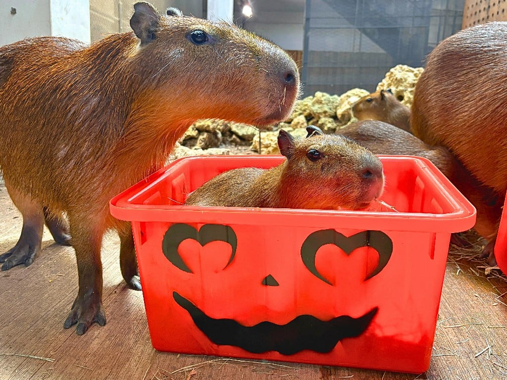不給糖就搗蛋　壽山動物園「搞怪食譜」歡慶萬聖節