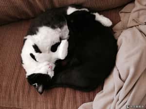 比火星更冷 美民眾低溫裡苦中作樂