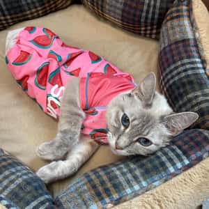 「這是我的連身尿布裝」戰勝天生殘疾，牠成為最時尚的兩腿貓