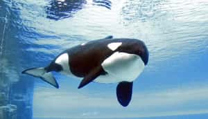 被稱做「世上最孤獨的鯨魚」的虎鯨——基斯卡（Kiska）