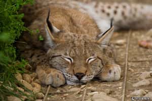 日蝕的時候動物在做什麼