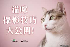 貓咪攝影技巧大公開