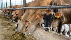 牛吃得健康，地球更環保　科學家：飼料加入亞麻仁、豌豆蛋白，有助減少牛隻排放甲烷