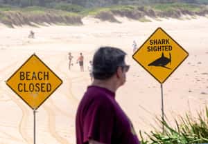 澳洲48小時連4起鯊魚襲擊，「鯊魚網」再掀爭議　州長：救人也要救魚