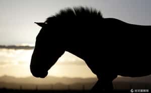 地球上已經沒有野馬了？讓DNA結果告訴你