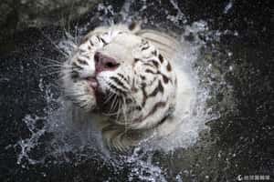 汽水冰棒不離手  可愛動物消暑特輯