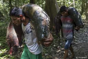 過度捕抓 亞馬遜巨魚數量大減