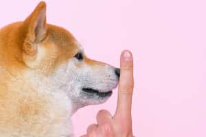 不可以色色！英國將依法要求色情網站進行年齡驗證