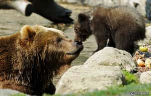 爆紅影片「小熊爬山壁奮鬥記」背後有什麼問題？