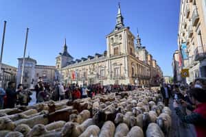 馬德里不思議 西班牙鬧區羊滿為患的遷徙放牧節