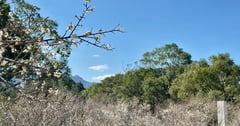 桃園｜新年走春，來去角板山踏雪尋梅