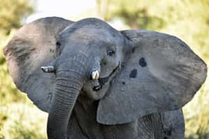 納米比亞政府登廣告：拍賣大象