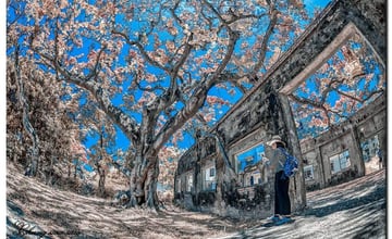 高雄湖內「大湖番茄會社」紅磚廢墟與鳳凰花的絕美組成